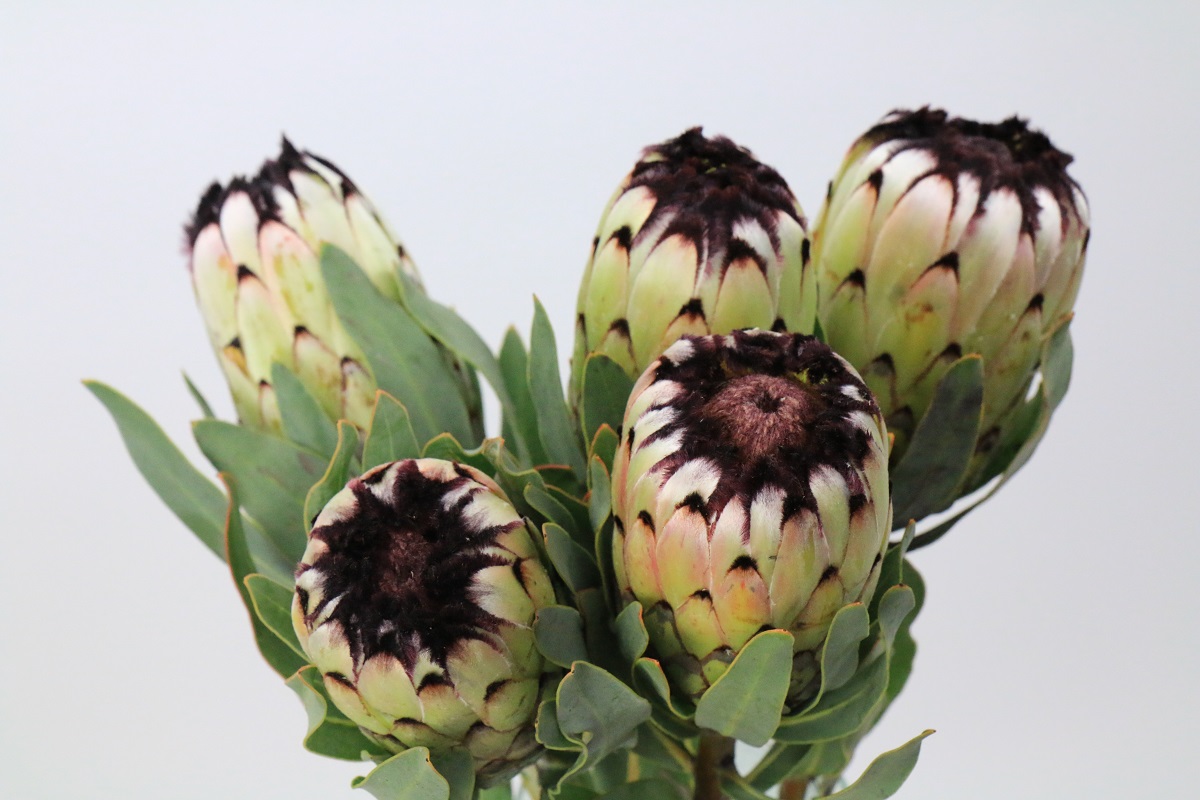 プロテア　ニオベ Protea Niobe | PROTEX15 | Protea | Flowers | All Products | Coloríginz